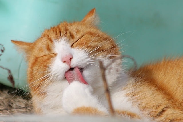 Por que la lengua de los gatos es áspera y rasap